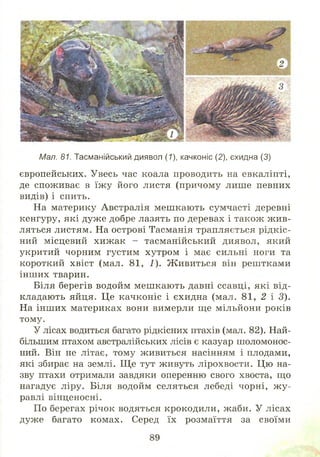 т
Мал. 81. Тасманійський диявол (7), качконіс (2), єхидна (3)
європейських. Увесь час коала проводить на евкаліпті,
де споживає в їж у його листя (причому лише певних
видів) і спить.
На материку Австралія меш кають сумчасті деревні
кенгуру, які дуже добре лазять по деревах і також ж ив­
ляться листям. На острові Тасманія трапляється рідкіс­
ний місцевий хиж ак - тасманійський диявол, який
укритий чорним густим хутром і має сильні ноги та
короткий хвіст (мал. 81, 1). Ж ивиться він рештками
інш их тварин.
Біля берегів водойм меш кають давні ссавці, які від­
кладають яйця. Це качконіс і єхидна (мал. 81, 2 і 3).
На інш их материках вони вимерли ще мільйони років
тому.
У лісах водиться багато рідкісних птахів (мал. 82). Най­
більшим птахом австралійських лісів є казуар шоломонос­
ний. Він не літає, тому живиться насінням і плодами,
які збирає на землі. Щ е тут живуть лірохвости. Цю на­
зву птахи отримали завдяки оперенню свого хвоста, що
нагадує ліру. Біля водойм селяться лебеді чорні, ж у­
равлі вінценосні.
По берегах річок водяться крокодили, жаби. У лісах
дуже багато комах. Серед їх розмаїття за своїми
 