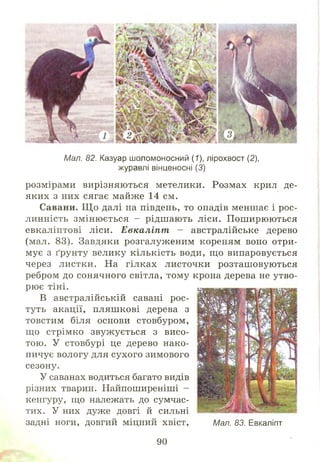Мал. 82. Казуар шоломоносний (1), лірохвост (2),
журавлі вінценосні (3)
розмірами вирізняються метелики. Розмах крил де­
яких з них сягає майже 14 см.
Савани. Щ о далі на південь, то опадів меншає і рос­
линність зм іню ється - рідш ають ліси. П ош ирюються
евкаліптові ліси. Евкаліпт - австралійське дерево
(мал. 83). Завдяки розгалуженим кореням воно отри­
мує з ґрунту велику кількість води, щ о випаровується
через листки. На гілках листочки розташ овуються
ребром до сонячного світла, тому крона дерева не утво­
рю є тіні.
В австралійській савані рос­
туть акації, пляш кові дерева з
товстим біля основи стовбуром,
що стрім ко звуж ується з висо­
тою. У стовбурі це дерево нако­
пичує вологу для сухого зимового
сезону.
У саванах водиться багато видів
різних тварин. Найпоширеніші -
кенгуру, що належать до сумчас­
тих. У них дуже довгі й сильні
задні ноги, довгий міцний хвіст, Мал. 83. Евкаліпт
90
 