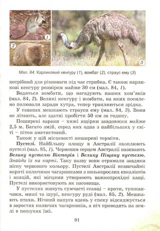 Мал. 84. Карликовий кенгуру (1), вомбат (2), страус ему (3)
потрібний для рівноваги під час стрибка. Є також карли­
кові кенгуру розміром майже ЗО см (мал. 84, І).
Водяться вомбати, щ о нагадують наш их х ом ’яків
(мал. 84, 2). Великі кенгуру і вомбати, на яких посиле­
но полювали заради хутра, тепер трапляються зрідка.
У саванах меш кають страуси ему (мал. 84, 3). Вони
не літають, але здатні пробігти 50 км за годину.
Поширені варани - хиж і ящ ірки завдовжки майже
2,5 м. Багато змій, серед них одна з найбільших у сві­
ті - пітон аметистовий.
Також у цій місцевості пош ирені терміти.
Пустелі. Найбільшу площу в Австралії охоплюють
пустелі (мал. 85, 1). Червоним серцем Австралії називають
Велику пуст елю Вікторія і Велику П іщ ану пуст елю.
Знайди їх на карті. Таку назву вони отримали завдяки
піску червоного кольору. Пустелі Австралії незвичайні:
вкриті колючими чагарниками з низькорослих евкаліптів
і акацій, які місцями утворюють важкопрохідні хащі.
Пустелі використовують як пасовища.
У пустелях ж ивуть сумчасті ссавці - кроти, туш кан­
чики, миші та щ урі, кенгуру руді (мал. 85, 2). М еш ка­
ють птахи. Нічний папуга вдень у спеку відсидж ується
в заростях колючих чагарників, а ніч проводить на зем­
лі в пош уках їж і.
91
 