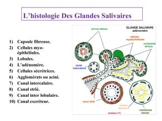 L’histologie Des Glandes Salivaires

1) Capsule fibreuse.
2) Cellules myoépithéliales.
3) Lobules.
4) L’adénomère.
5) Cellules sécrétrices.
6) Agglomérats ou acini.
7) Canal intercalaire.
8) Canal strié.
9) Canal inter lobulaire.
10) Canal excréteur.

 