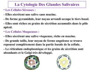 La Cytologie Des Glandes Salivaires
• Les Cellules Séreuses :
- Elles sécrètent une salive sans mucine.
- De forme pyramidale, leur noyau arrondi occupe le tiers basal.
- Elles sont riches en grains de sécrétion accumulés dans le pôle
apical.
• Les Cellules Muqueuses :
- Elles sécrètent une salive visqueuse, riche en mucine.
- De grande taille, leur noyau de forme anguleuse se trouve
repoussé complètement dans la partie basale de la cellule.
- Le réticulum endoplasmique et les grains de sécrétion sont
abondants et le Golgi très développé.

 