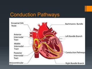 Conduction Pathways
 