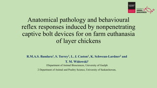 Anatomical pathology and behavioural
reflex responses induced by nonpenetrating
captive bolt devices for on farm euthanasia
of layer chickens
R.M.A.S. Bandara1, S. Torrey1, L. J. Caston1, K. Schwean-Lardner2 and
T. M. Widowski1
1Department of Animal Biosciences, University of Guelph
2 Department of Animal and Poultry Science, University of Saskatchewan,
 