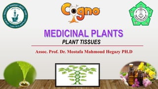 PLANT TISSUES
Assoc. Prof. Dr. Mostafa Mahmoud Hegazy PH.D
 