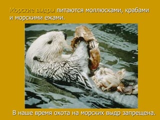 Морские выдры питаются моллюсками, крабами
и морскими ежами.
В наше время охота на морских выдр запрещена.
 