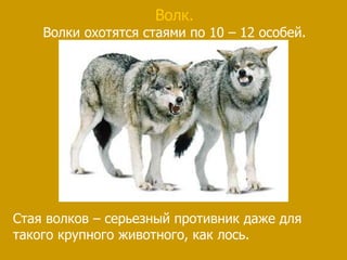 Волк.
Волки охотятся стаями по 10 – 12 особей.
Стая волков – серьезный противник даже для
такого крупного животного, как лось.
 