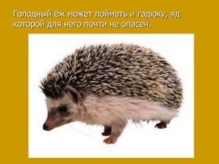 Голодный ёж может поймать и гадюку, яд
которой для него почти не опасен.
 
