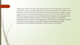 � Aside from CNT2, the other high affinity adenosine transporter, CNT3, also
contributes to the crosstalk regulation between adenosine transporters and
receptors. hCNT3 shows broad expression in epithelial tissues albeit in some
cases presents a differential expression pattern to that reported for hCNT2.
hCNT3 is poorly expressed in normal hepatocytes, although it is well represented
in biliary epithelia, where it appears to be the major player in extracellular
adenosine levels regulation. In cholangiocytes CNT3 is under purinergic regulation
via the Adenosine receptor 2A (A2AR), thereby contributing to complete
purinergic control of bile flow started by ATP secretion into the bile.
 