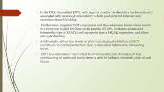 � In the CNS, diminished ENT1, with regards to addictive disorders has been directly
associated with increased vulnerability to both goal-directed behavior and
excessive ethanol drinking.
� Furthermore, impaired ENT1 expression and thus adenosine homeostasis results
in a reduction in glial fibrillary acidic protein (GFAP), excitatory amino acid
transporter type 2 (EAAT2) and aquaporin type 4 (AQP4) expression, and alters
astrocyte function .
� Additionally, either low levels or pharmacological inhibition of ENT1
contribute to cardioprotection due to elevated adenosine circulating
levels.
� ENT1 has also been associated to biomineralization disorders, its loss
contributing to reduced bone density and to ectopic mineralization of soft
tissues.
 