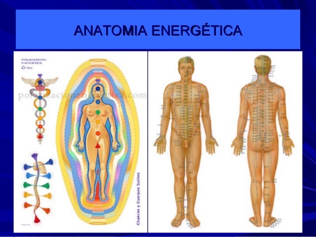 Anatomia energetica