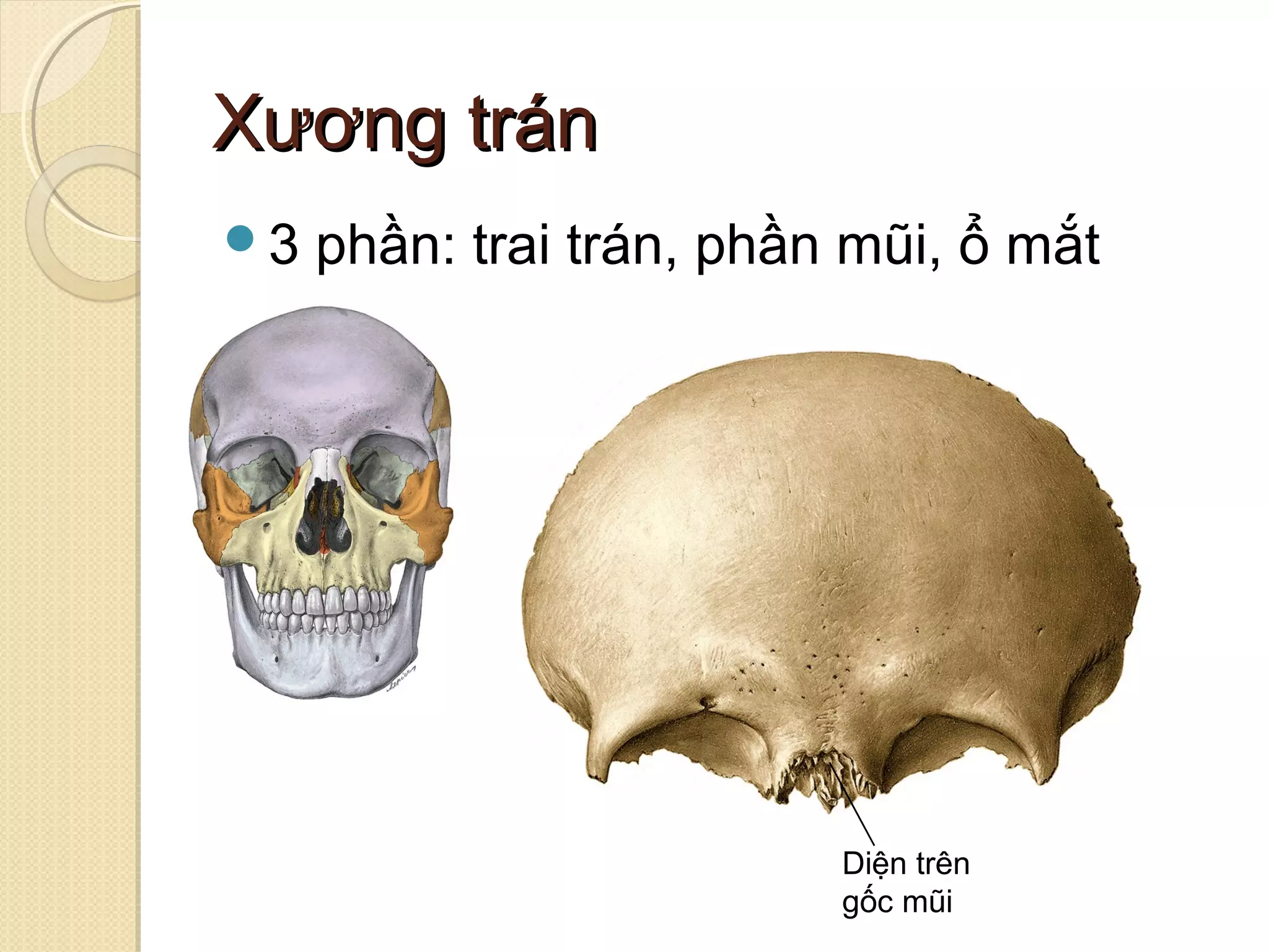 XƯƠNG ĐẦU MẶT | PPT