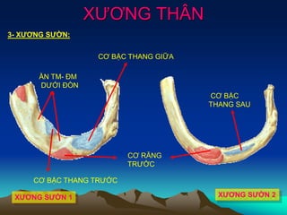 XƯƠNG THÂN
3- XƯƠNG SƯỜN:
XƯƠNG SƯỜN 1 XƯƠNG SƯỜN 2
ẦN TM- ĐM
DƯỚI ĐÒN
CƠ BẬC THANG GIỮA
CƠ BẬC THANG TRƯỚC
CƠ BẬC
THANG SAU
CƠ RĂNG
TRƯỚC
 