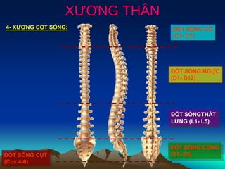 XƯƠNG THÂN
4- XƯƠNG CỘT SỐNG: ĐỐT SỐNG CỔ
(C1- C7)
ĐỐT SỐNG NGỰC
(D1- D12)
ĐỐT SỐNGTHẮT
LƯNG (L1- L5)
ĐỐT SỐNG CÙNG
(S1- S5)ĐỐT SỐNG CỤT
(Cox 4-6)
 