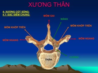 XƯƠNG THÂN
4- XƯƠNG CỘT SỐNG:
4.1- ĐẶC ĐIỄM CHUNG:
THÂN
MÕM NGANG
MÕM GAI
MÕM NGANG
MÕM KHỚP TRÊN
MÕM KHỚP TRÊN
CUỐNG
MẢNH
 