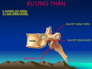 XƯƠNG THÂN
4- XƯƠNG CỘT SỐNG:
4.1- ĐẶC ĐIỄM CHUNG:
MÕM KHỚP DƯỚI
KHUYẾT SỐNG DƯỚI
KHUYẾT SỐNG TRÊN
THÂN
 