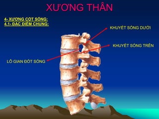 XƯƠNG THÂN
4- XƯƠNG CỘT SỐNG:
4.1- ĐẶC ĐIỄM CHUNG:
KHUYẾT SỐNG DƯỚI
KHUYẾT SỐNG TRÊN
LỖ GIAN ĐỐT SỐNG
 