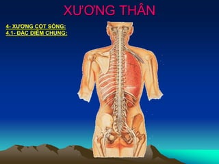 XƯƠNG THÂN
4- XƯƠNG CỘT SỐNG:
4.1- ĐẶC ĐIỄM CHUNG:
 