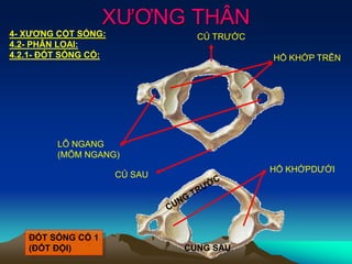 XƯƠNG THÂN
4- XƯƠNG CỘT SỐNG:
4.2- PHÂN LOẠI:
4.2.1- ĐỐT SỐNG CỔ:
CUNG SAU
LỖ NGANG
(MÕM NGANG)
HỐ KHỚPDƯỚI
HỐ KHỚP TRÊN
CỦ SAU
CỦ TRƯỚC
ĐỐT SỐNG CỔ 1
(ĐỐT ĐỘI)
 