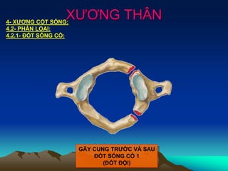 XƯƠNG THÂN4- XƯƠNG CỘT SỐNG:
4.2- PHÂN LOẠI:
4.2.1- ĐỐT SỐNG CỔ:
GÃY CUNG TRƯỚC VÀ SAU
ĐỐT SỐNG CỔ 1
(ĐỐT ĐỘI)
 