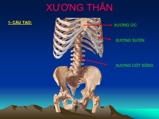 XƯƠNG THÂN
1- CẤU TẠO:
XƯƠNG ỨC
XƯƠNG SƯỜN
XƯƠNG CỘT SỐNG
 