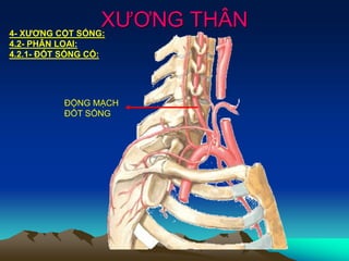 XƯƠNG THÂN4- XƯƠNG CỘT SỐNG:
4.2- PHÂN LOẠI:
4.2.1- ĐỐT SỐNG CỔ:
ĐỘNG MẠCH
ĐỐT SỐNG
 