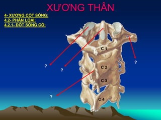XƯƠNG THÂN
4- XƯƠNG CỘT SỐNG:
4.2- PHÂN LOẠI:
4.2.1- ĐỐT SỐNG CỔ:
C 1
C 2
C 3
C 4
?
?
?
?
 