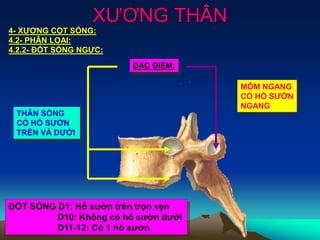 XƯƠNG THÂN
4- XƯƠNG CỘT SỐNG:
4.2- PHÂN LOẠI:
4.2.2- ĐỐT SỐNG NGỰC:
ĐẶC ĐIỂM:
MÕM NGANG
CÓ HỐ SƯỜN
NGANG
THÂN SỐNG
CÓ HỐ SƯỜN
TRÊN VÀ DƯỚI
ĐỐT SỐNG D1: Hố sườn trên trọn vẹn
D10: Không có hố sườn dưới
D11-12: Có 1 hố sườn
 