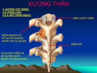 XƯƠNG THÂN
4- XƯƠNG CỘT SỐNG:
4.2- PHÂN LOẠI:
4.2.2- ĐỐT SỐNG NGỰC:
DIỆN KHỚP TRÊN
MÕM GAI
MÕM NGANG CÓ
HỐ SƯỜN NGANG
KHỚP VỚI CỦ SƯỜN
HỐ SƯỜN TRÊN VÀ
HỐ SƯỜN DƯỚI
KHỚP VỚI ĐẦU SƯỜN
 