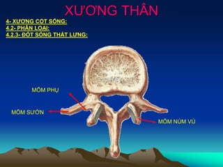 XƯƠNG THÂN
4- XƯƠNG CỘT SỐNG:
4.2- PHÂN LOẠI:
4.2.3- ĐỐT SỐNG THẮT LƯNG:
MÕM SƯỜN
MÕM PHỤ
MÕM NÚM VÚ
 