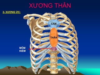 XƯƠNG THÂN
2- XƯƠNG ỨC:
CÁN
THÂN
MÕM
KIẾM
 
