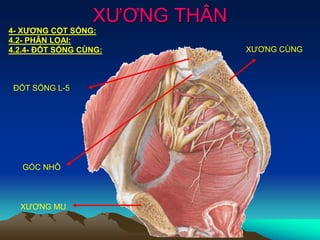 XƯƠNG THÂN
4- XƯƠNG CỘT SỐNG:
4.2- PHÂN LOẠI:
4.2.4- ĐỐT SỐNG CÙNG:
ĐỐT SỐNG L-5
GÓC NHÔ
XƯƠNG MU
XƯƠNG CÙNG
 