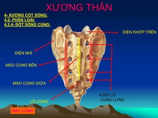 XƯƠNG THÂN
DIỆN NHĨ
DIỆN KHỚP TRÊN
4 ĐÔI LỖ
CÙNG LƯNG
MÀO CÙNG BÊN
MÀO CÙNG GIỮA
LỖ CÙNG
4- XƯƠNG CỘT SỐNG:
4.2- PHÂN LOẠI:
4.2.4- ĐỐT SỐNG CÙNG:
MẶT LƯNG
 