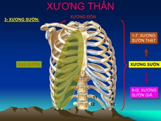 XƯƠNG THÂN
XƯƠNG SƯỜN
1
2
4
3
5
6
7
8
9
10
11
12
1-7: XƯƠNG
SƯỜN THẬT
8-I2: XƯƠNG
SƯỜN GIẢ
XƯƠNG ĐÒN
SỤN SƯỜN
3- XƯƠNG SƯỜN:
 
