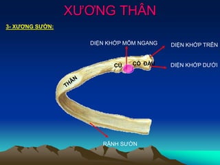 XƯƠNG THÂN
CỔCỦ
DIỆN KHỚP TRÊN
DIỆN KHỚP DƯỚI
DIỆN KHỚP MÕM NGANG
RÃNH SƯỜN
ĐẦU
3- XƯƠNG SƯỜN:
 