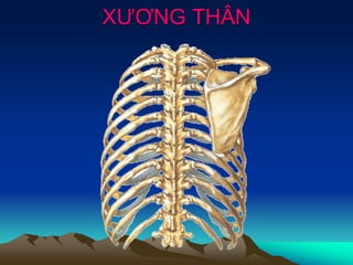 XƯƠNG THÂN
 
