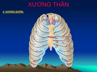 XƯƠNG THÂN
3- XƯƠNG SƯỜN:
 
