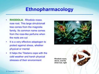 © Copyright PCNM 2011
Ethnopharmacology
• RHODIOLA; Rhodiola rosea,
rose root. This large shrub/small
tree comes from the magnolia
family. Its common name comes
from the rose-like perfume when
the roots are cut
• It is a very effective adaptogen to
protect against stress, whether
physical or mental
• It helps the Tibetans cope with the
cold weather and harsh physical
stresses of their environment
Rhodiola rosea,
above, and the
dried root, right
 
