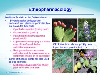 © Copyright PCNM 2011
Medicinal foods from the Bolivian-Andes.
• Several species collected are
cultivated food plants, in particular they
are grown for their fruits
• Opuntia ficus-indica (prickly pear)
• Prunus persica (peach)
• Passiflora mollissima (banana
passionfruit)
• Lupinus mutabilis (lupin) is a native
crop of the Central Andes
cultivated as a pulse.
• Ruta graveolens (rue) is also
cultivated and its leaves used as a
condiment in spite of its bad odour
• Some of the food plants are also used
to feed animals;
• Medicago sativa (lucerne), prickly
pear and some wild cacti.
Clockwise from above: prickly pear,
lupin, banana passion fruit, rue
Ethnopharmacology
 