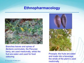© Copyright PCNM 2011
Branches leaves and spines of
Berberis commutata, the Peruvian
berry, are used medicinally, whilst the
fruit are eaten and used for food
colouring
Prosopis; the fruits are eaten
and made into a beverage,
the whole of the plant is used
medicinally
Ethnopharmacology
 