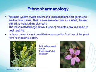 © Copyright PCNM 2011
• Melilotus (yellow sweet clover) and Erodium (stork’s bill geranium)
are food medicines. Their leaves are eaten raw as a salad, dressed
with oil, to treat kidney disorders
The leaves of Medicago sativa (lucerne) are eaten raw in a salad to
treat gastritis.
• In these cases it is not possible to separate the food use of the plant
from its medicinal action.
Ethnopharmacology
Left: Yellow sweet
clover
Right: Stork’s bill
geranium
 