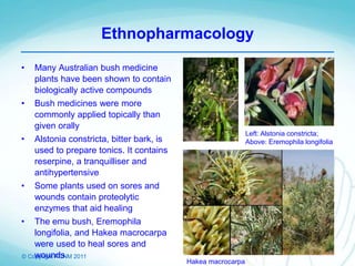© Copyright PCNM 2011
• Many Australian bush medicine
plants have been shown to contain
biologically active compounds
• Bush medicines were more
commonly applied topically than
given orally
• Alstonia constricta, bitter bark, is
used to prepare tonics. It contains
reserpine, a tranquilliser and
antihypertensive
• Some plants used on sores and
wounds contain proteolytic
enzymes that aid healing
• The emu bush, Eremophila
longifolia, and Hakea macrocarpa
were used to heal sores and
wounds
Hakea macrocarpa
Left: Alstonia constricta;
Above: Eremophila longifolia
Ethnopharmacology
 