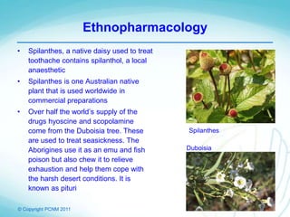 © Copyright PCNM 2011
• Spilanthes, a native daisy used to treat
toothache contains spilanthol, a local
anaesthetic
• Spilanthes is one Australian native
plant that is used worldwide in
commercial preparations
• Over half the world’s supply of the
drugs hyoscine and scopolamine
come from the Duboisia tree. These
are used to treat seasickness. The
Aborigines use it as an emu and fish
poison but also chew it to relieve
exhaustion and help them cope with
the harsh desert conditions. It is
known as pituri
Spilanthes
Duboisia
Ethnopharmacology
 