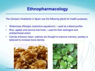 © Copyright PCNM 2011
The Campoo inhabitants in Spain use the following plants for health purposes:
• Watercress (Rorippa nasturtium-aquaticum) – used as a blood purifier
• Rice, apples and service tree fruits – used for their astringent and
antidiarrhoeal action
• Carrots enhance vision, walnuts are thought to improve memory; parsley is
believed to increase bone density
Ethnopharmacology
 