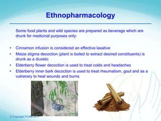 © Copyright PCNM 2011
Some food plants and wild species are prepared as beverage which are
drunk for medicinal purposes only:
• Cinnamon infusion is considered an effective laxative
• Maize stigma decoction (plant is boiled to extract desired constituents) is
drunk as a diuretic
• Elderberry flower decoction is used to treat colds and headaches
• Elderberry inner bark decoction is used to treat rheumatism, gout and as a
vulnerary to heal wounds and burns
Ethnopharmacology
 