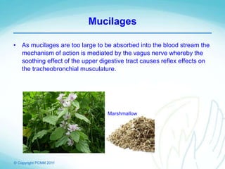 © Copyright PCNM 2011
Mucilages
• As mucilages are too large to be absorbed into the blood stream the
mechanism of action is mediated by the vagus nerve whereby the
soothing effect of the upper digestive tract causes reflex effects on
the tracheobronchial musculature.
Marshmallow
 