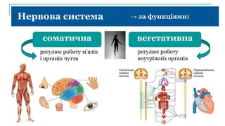Нервова система → за функціями:
соматична вегетативна
регулює роботу м'язів
і органів чуття
регулює роботу
внутрішніх органів
 