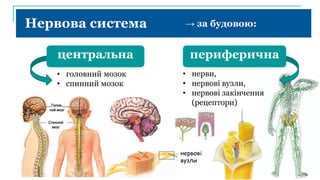 Нервова система → за будовою:
центральна периферична
• головний мозок
• спинний мозок
• нерви,
• нервові вузли,
• нервові закінчення
(рецептори)
нервові
вузли
 