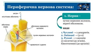 Периферична нервова система:
аксон
мієлінова оболонка
кровоносні судини
пучок нервових волокон
оболонка
нерва оболонка нервового
волокна
1. Нерви -
1.Чутливі → з дендритів.
2. Змішані → (д+а)
3. Рухові → з аксонів:
а) скелетні (до м'язів),
б)вегетативні (до органів)
пучки нервових волокон,
вкриті оболонкою.
види:
 
