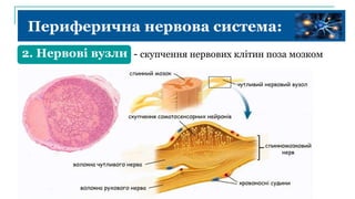 Периферична нервова система:
2. Нервові вузли - скупчення нервових клітин поза мозком
 