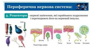 Периферична нервова система:
3. Рецептори - нервові закінчення, які сприймають подразнення
і перетворюють його на нервовий імпульс.
Рецептори шкіри
Дотику
Тиску Болю Теплові Холодові
нюху
 